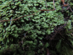 Fissidens leptocladus