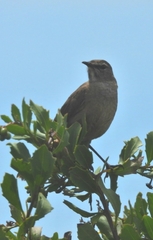 Cercotrichas coryphoeus
