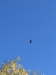 Haliaeetus