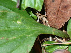 Phytomyza plantaginis