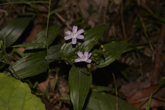 Tripladenia cunninghamii
