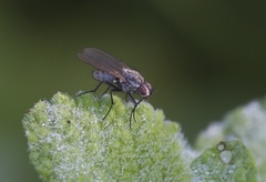 Coenosia tigrina