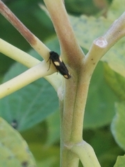 Scythris sinensis
