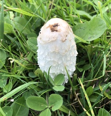 Coprinus comatus