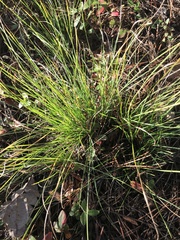 Sporobolus pumilus