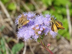 Hylephila phyleus