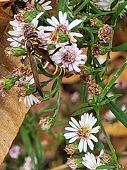 Polistes exclamans
