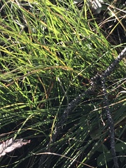 Sporobolus pumilus