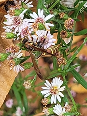 Polistes exclamans