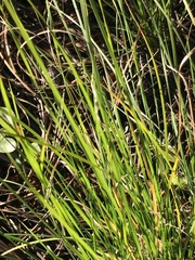 Sporobolus pumilus