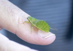 Chlorocysta vitripennis