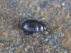 Chrysolina exanthematica