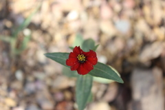 Zinnia peruviana