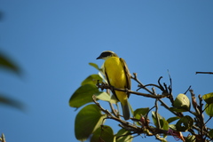 Myiozetetes similis