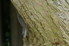 Lygodactylus capensis