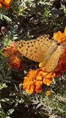 Argynnis hyperbius hyperbius
