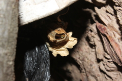 Tetragonisca angustula