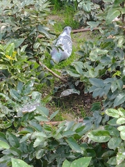 Columba livia domestica