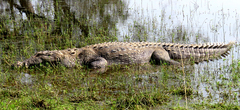 Crocodylus palustris