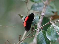 Biblis hyperia