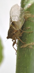 Chlorocysta vitripennis