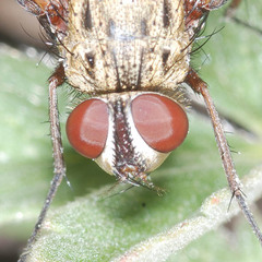 Dexia rustica