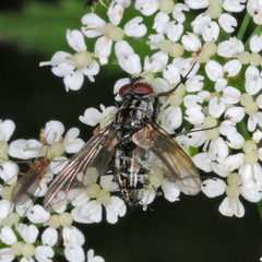 Dinera fuscata