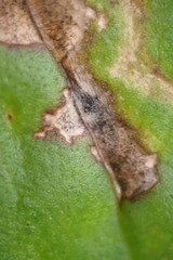 Phytomyza plantaginis