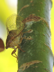 Chlorocysta vitripennis