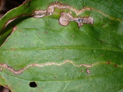 Phytomyza plantaginis