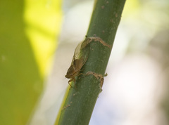 Chlorocysta vitripennis
