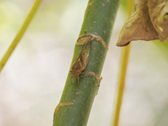 Chlorocysta vitripennis