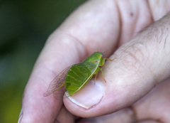 Chlorocysta vitripennis