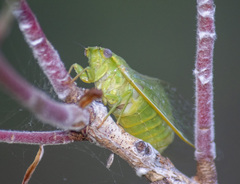 Chlorocysta vitripennis