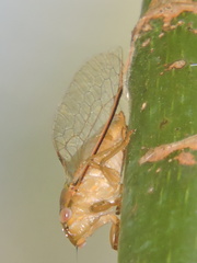 Chlorocysta vitripennis