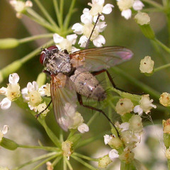 Dinera grisescens