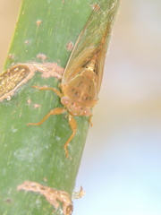 Chlorocysta vitripennis