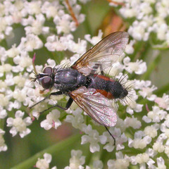 Eriothrix rufomaculata