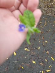 Pentaglottis sempervirens
