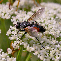 Eriothrix rufomaculata