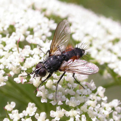 Eriothrix rufomaculata
