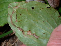 Phytomyza plantaginis