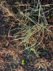 Digitaria sanguinalis