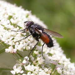 Eriothrix rufomaculata