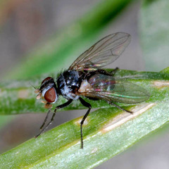 Microsoma exiguum