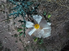 Argemone pleiacantha