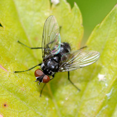 Microsoma exiguum