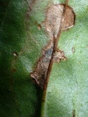 Phytomyza plantaginis