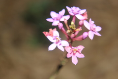 Epidendrum arachnoglossum