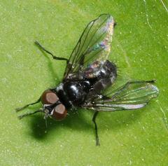 Microsoma exiguum